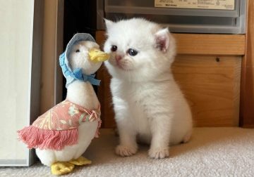 Cute Pet Photos Instantly Melt Your Heart