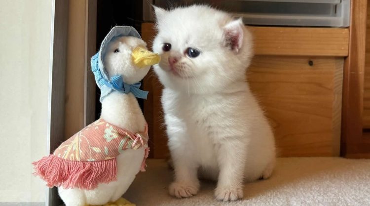 Cute Pet Photos Instantly Melt Your Heart