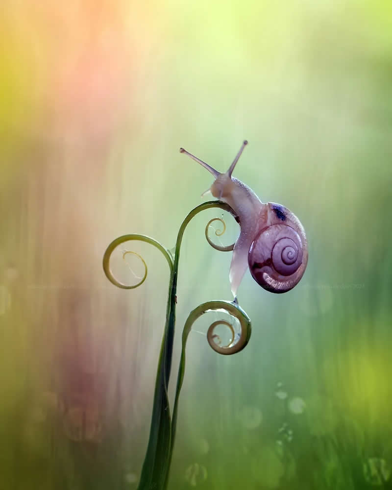 Macro Photos of Insects and Butterflies by Fauzan Maududdin