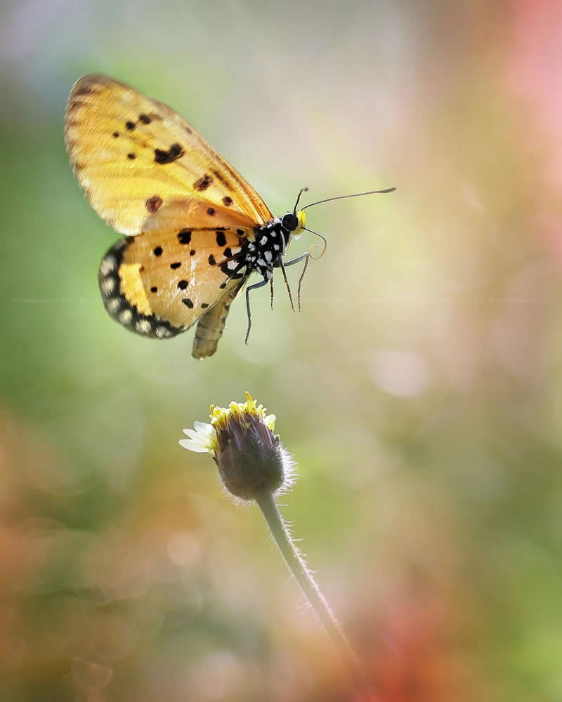 Macro Photos of Insects and Butterflies by Fauzan Maududdin
