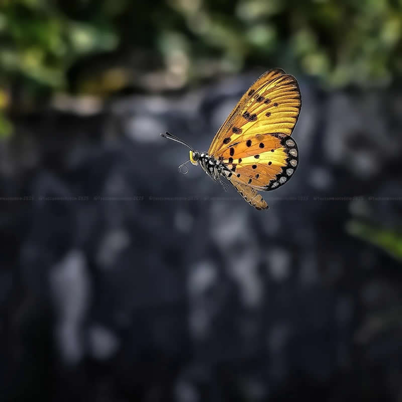 Macro Photos of Insects and Butterflies by Fauzan Maududdin