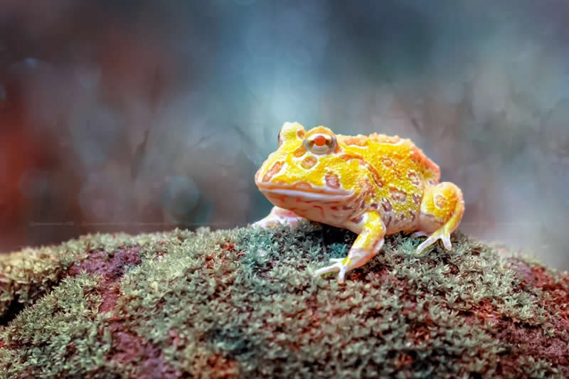 Macro Photos of Insects and Butterflies by Fauzan Maududdin