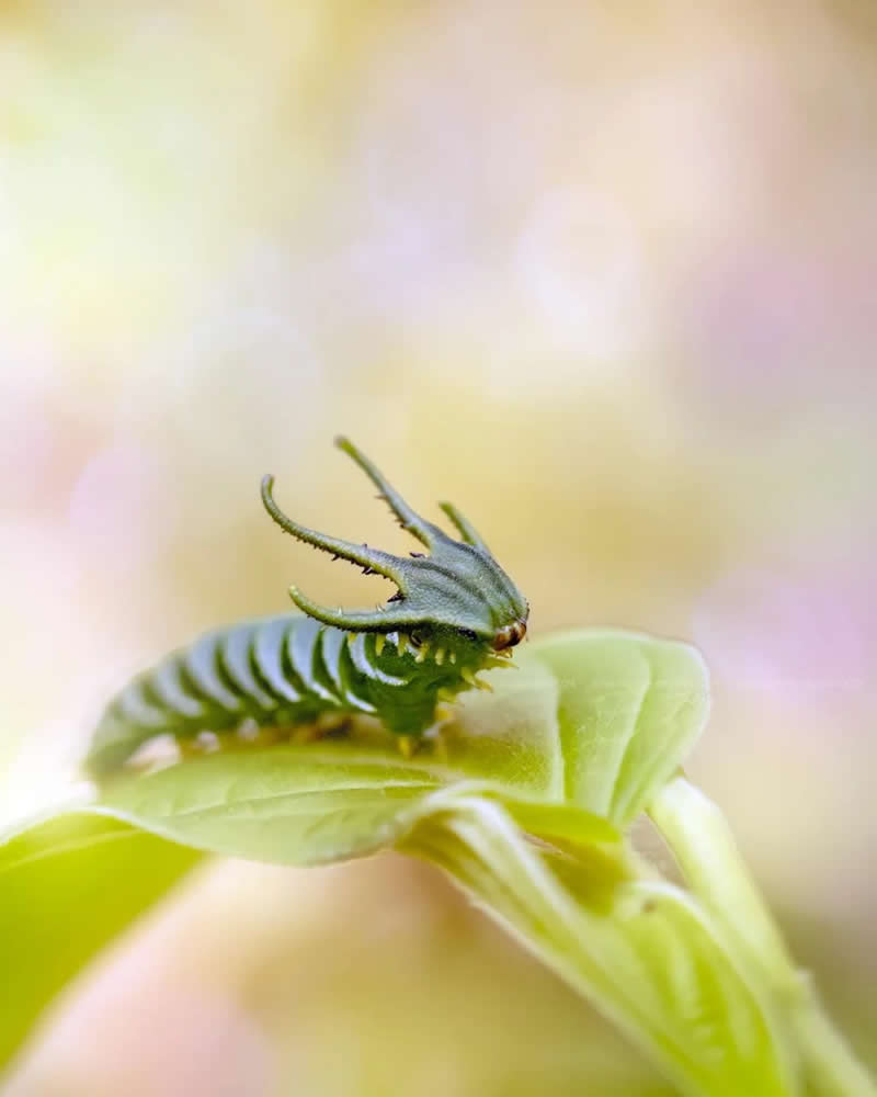 Macro Photos of Insects and Butterflies by Fauzan Maududdin