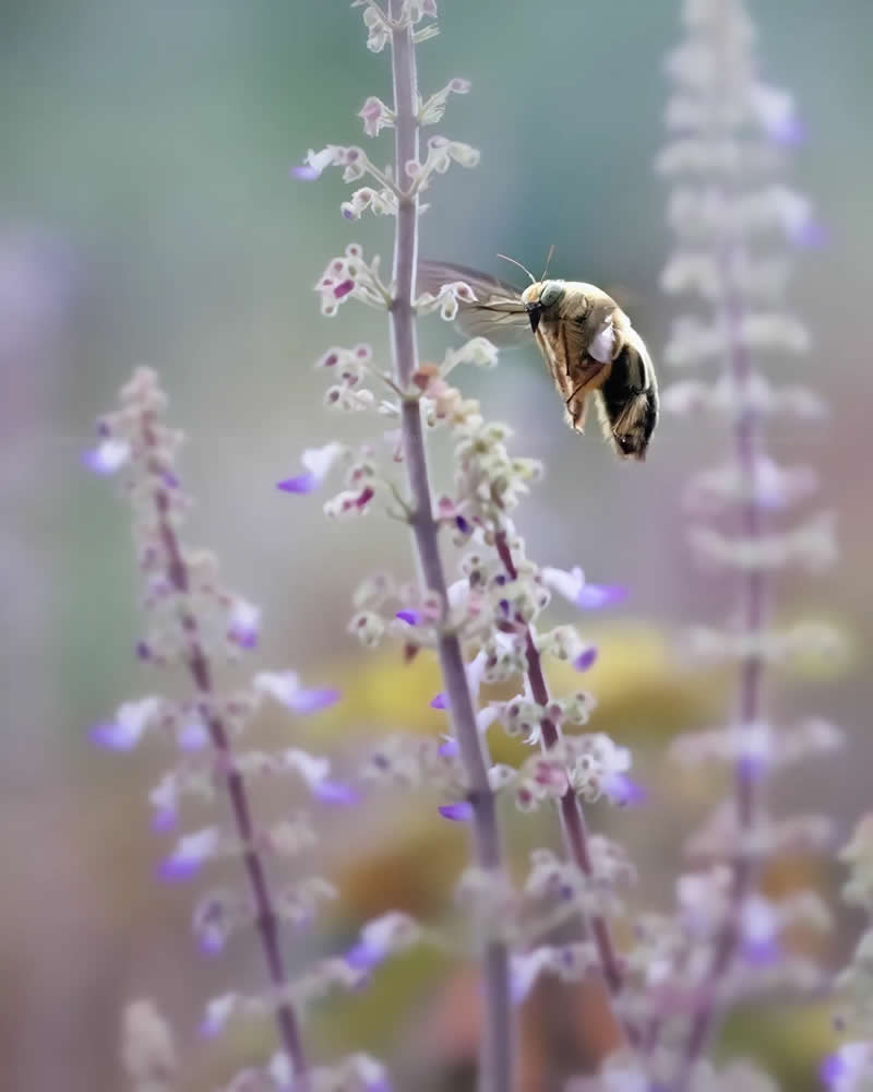 Macro Photos of Insects and Butterflies by Fauzan Maududdin