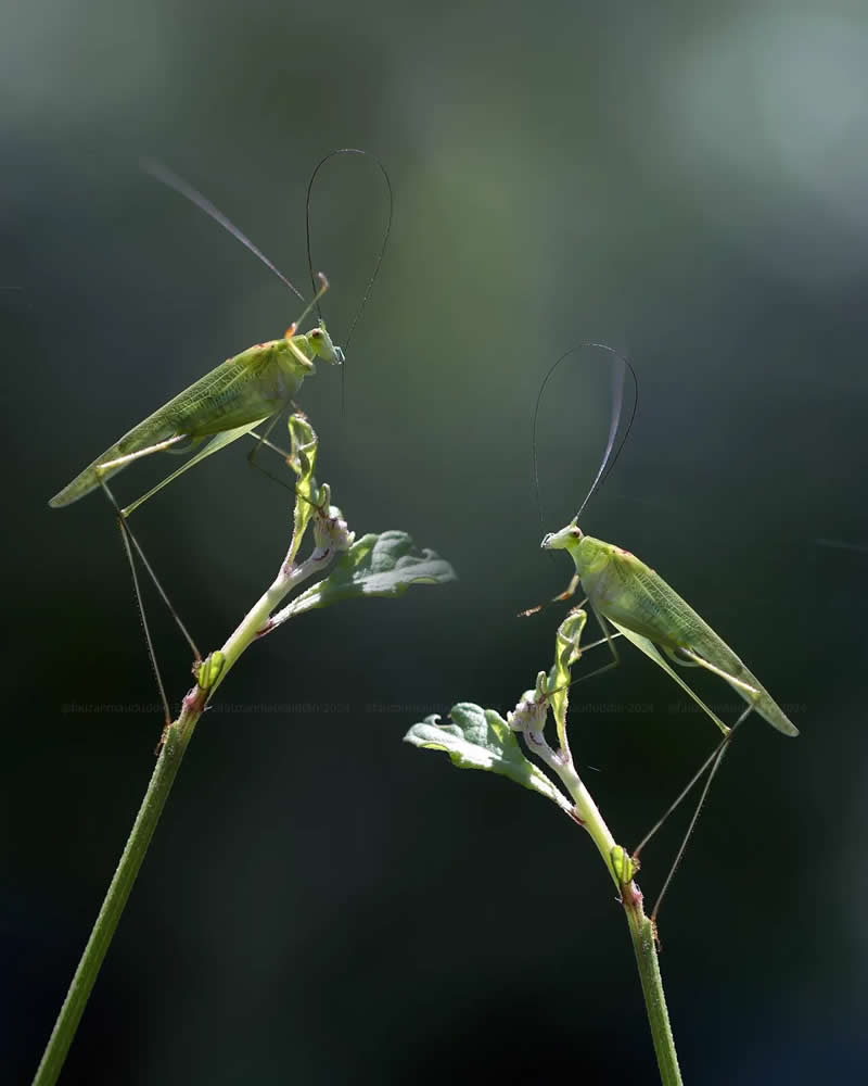 Macro Photos of Insects and Butterflies by Fauzan Maududdin