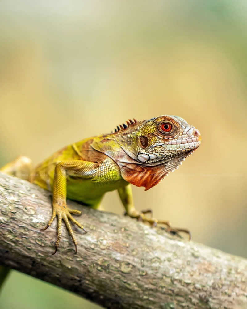 Macro Photos of Insects and Butterflies by Fauzan Maududdin