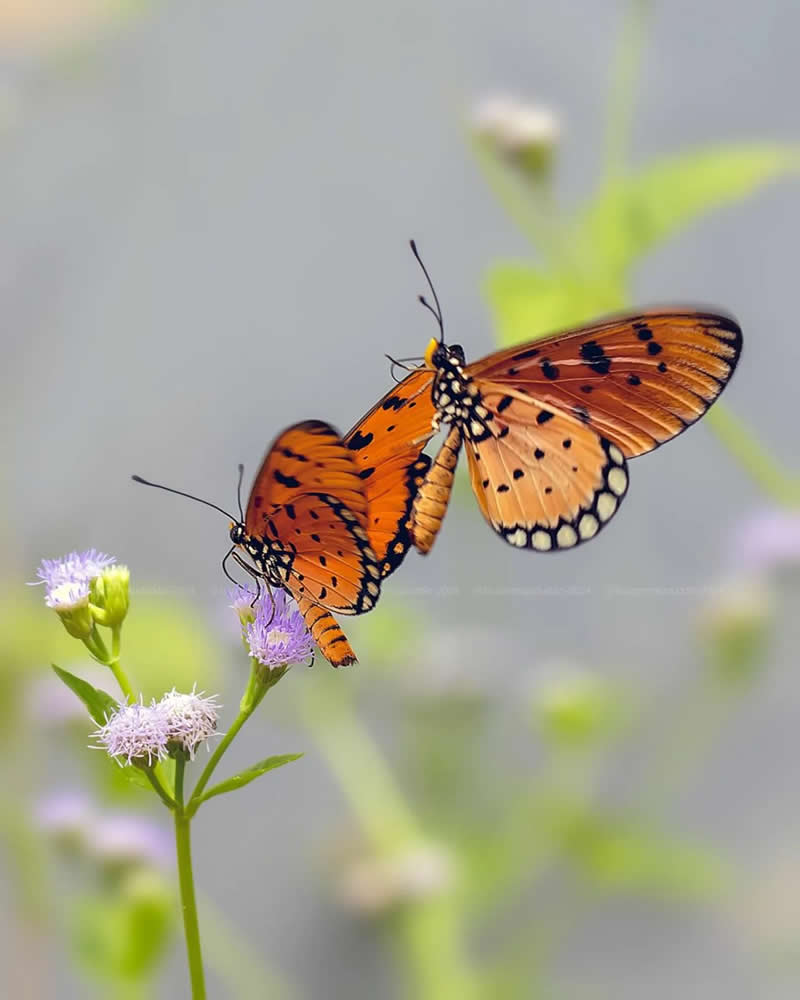 Macro Photos of Insects and Butterflies by Fauzan Maududdin