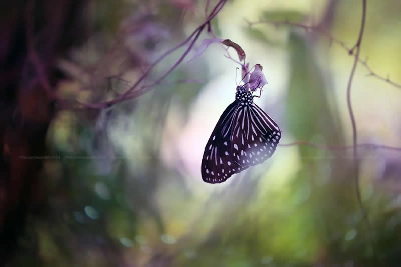 Macro Photos of Insects and Butterflies by Fauzan Maududdin
