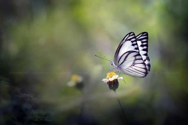 Macro Photos of Insects and Butterflies by Fauzan Maududdin