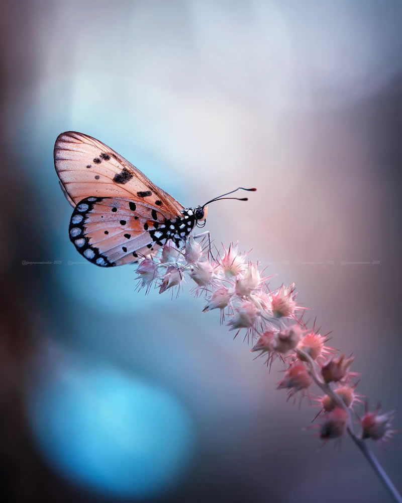 Macro Photos of Insects and Butterflies by Fauzan Maududdin