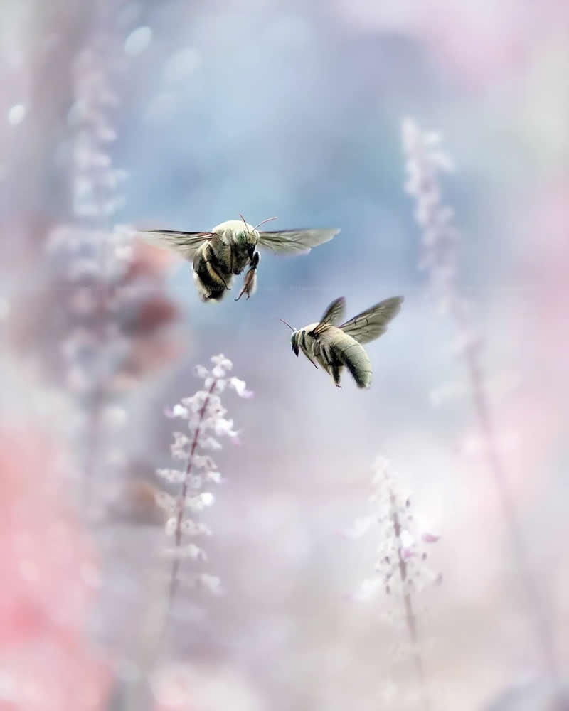 Macro Photos of Insects and Butterflies by Fauzan Maududdin