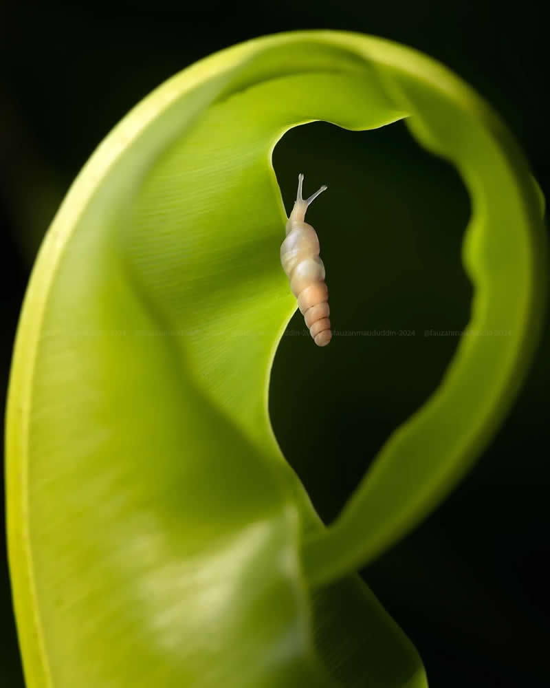 Macro Photos of Insects and Butterflies by Fauzan Maududdin