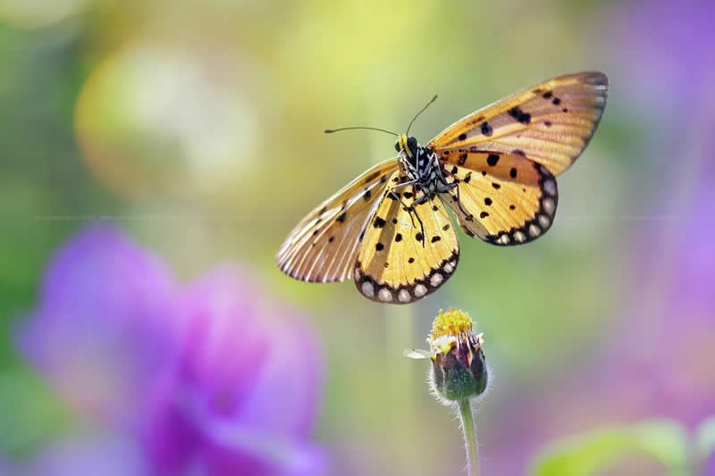Macro Photos of Insects and Butterflies by Fauzan Maududdin