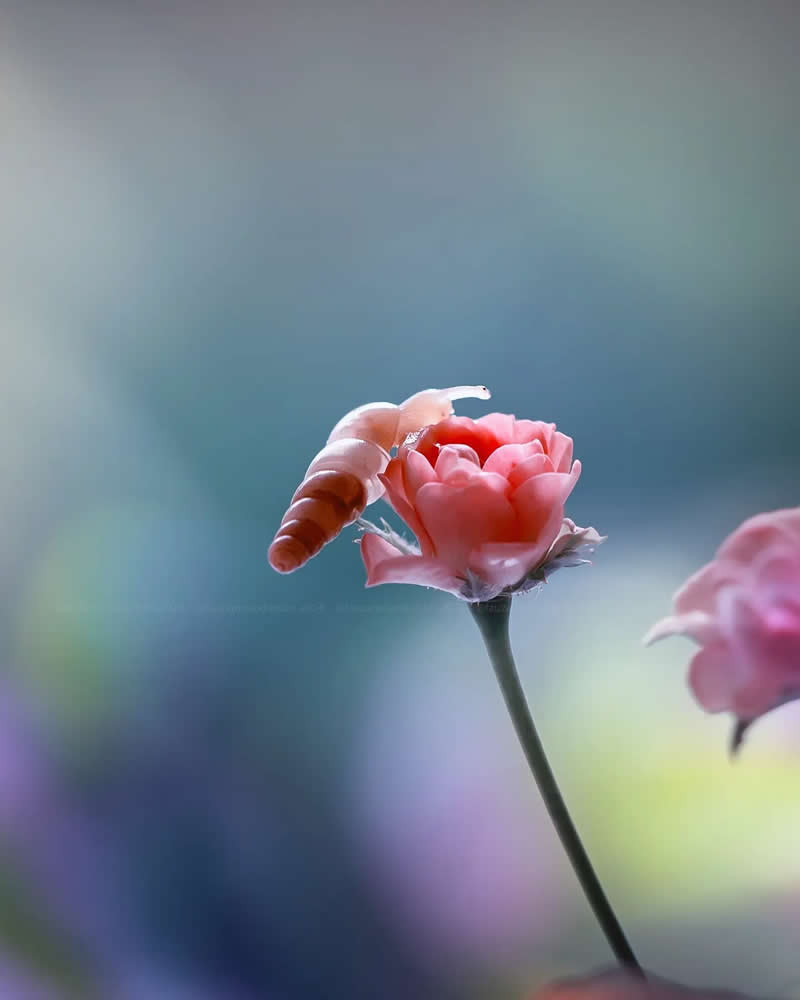 Macro Photos of Insects and Butterflies by Fauzan Maududdin