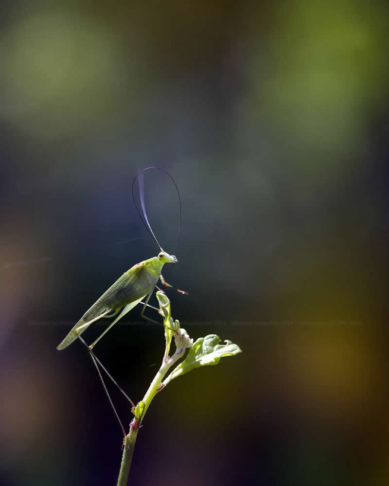 Macro Photos of Insects and Butterflies by Fauzan Maududdin