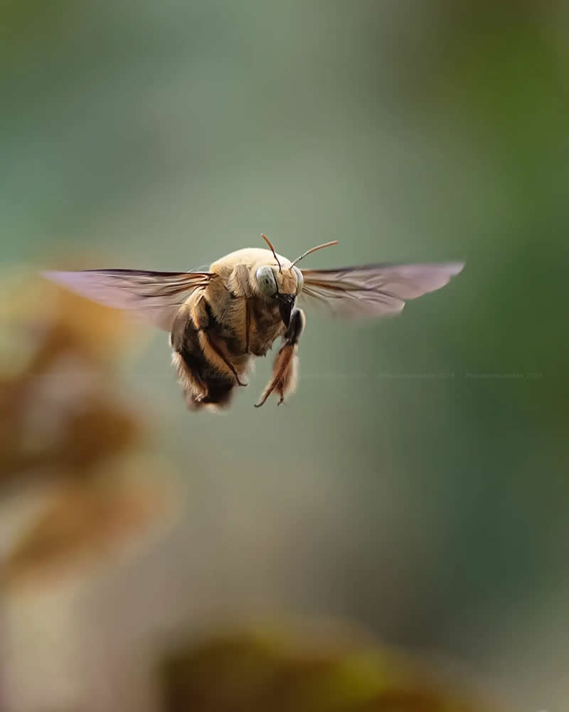 Macro Photos of Insects and Butterflies by Fauzan Maududdin