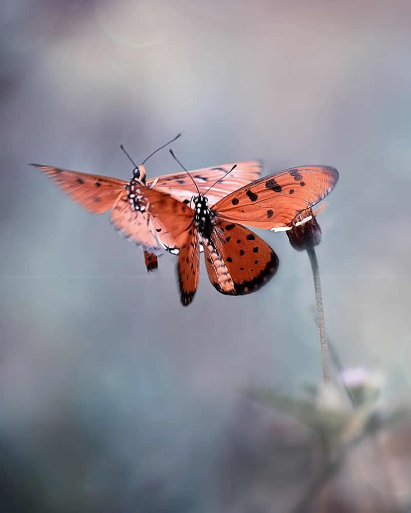 Macro Photos of Insects and Butterflies by Fauzan Maududdin