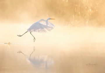 Magnificent Bird Photos That Highlight the Grace of the Natural World