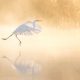Magnificent Bird Photos That Highlight the Grace of the Natural World