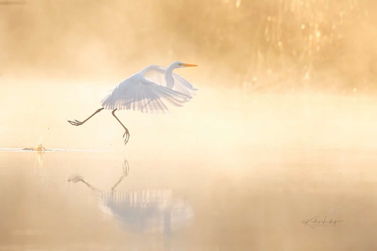 Magnificent Bird Photos That Highlight the Grace of the Natural World