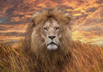 Magnificent Wildlife Photos That Ignite the Spirit of Adventure