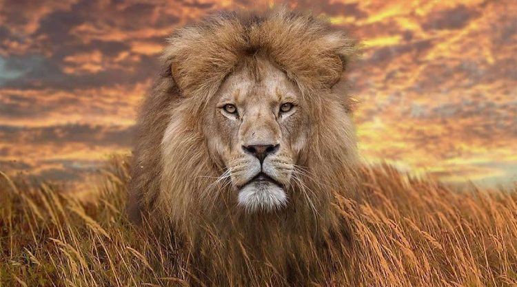 Magnificent Wildlife Photos That Ignite the Spirit of Adventure