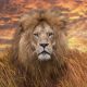 Magnificent Wildlife Photos That Ignite the Spirit of Adventure