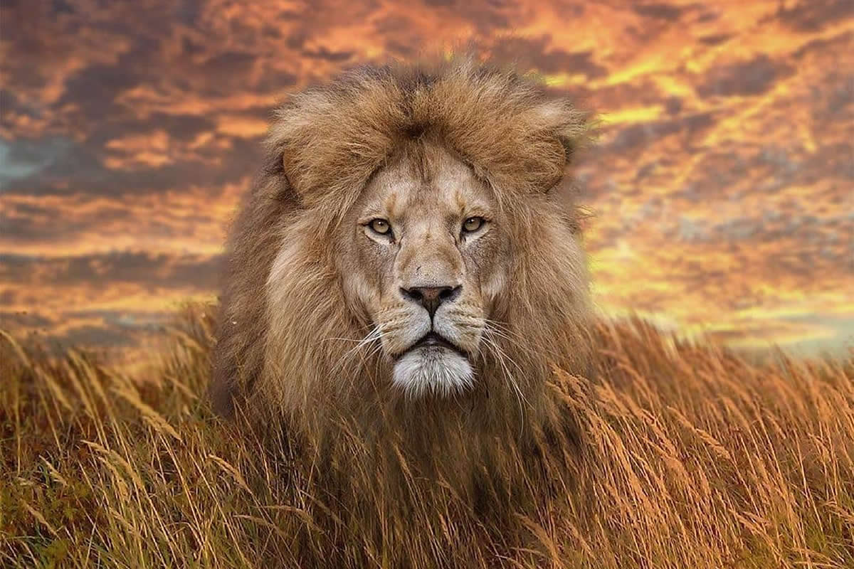 Magnificent Wildlife Photos That Ignite the Spirit of Adventure
