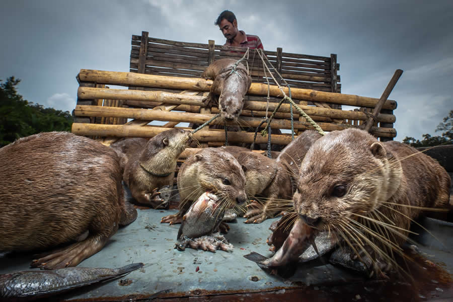 Mangrove Photography Awards 2025 Winners
