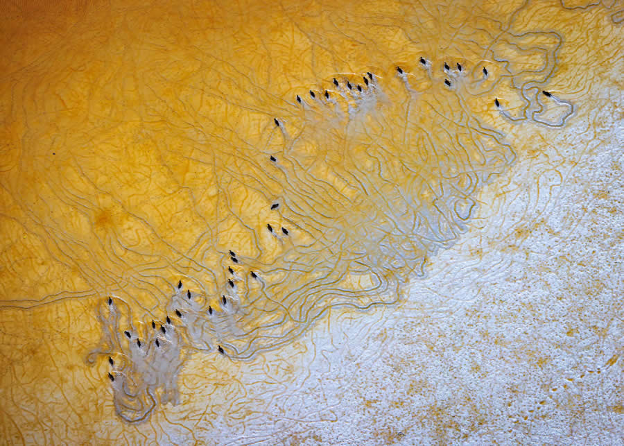 Mangrove Photography Awards 2025 Winners