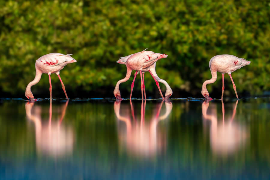 Mangrove Photography Awards 2025 Winners