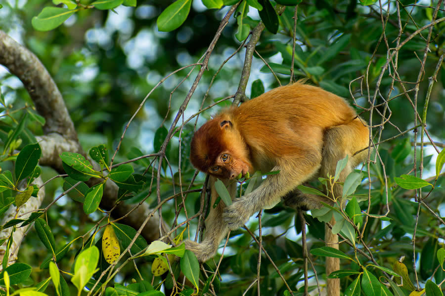 Mangrove Photography Awards 2025 Winners