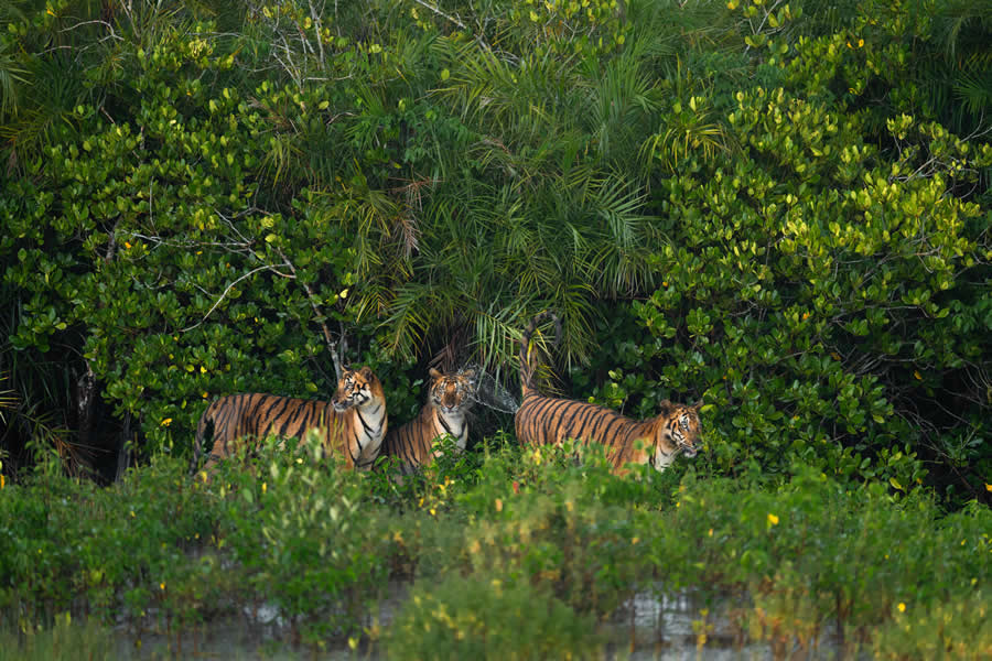 Mangrove Photography Awards 2025 Winners
