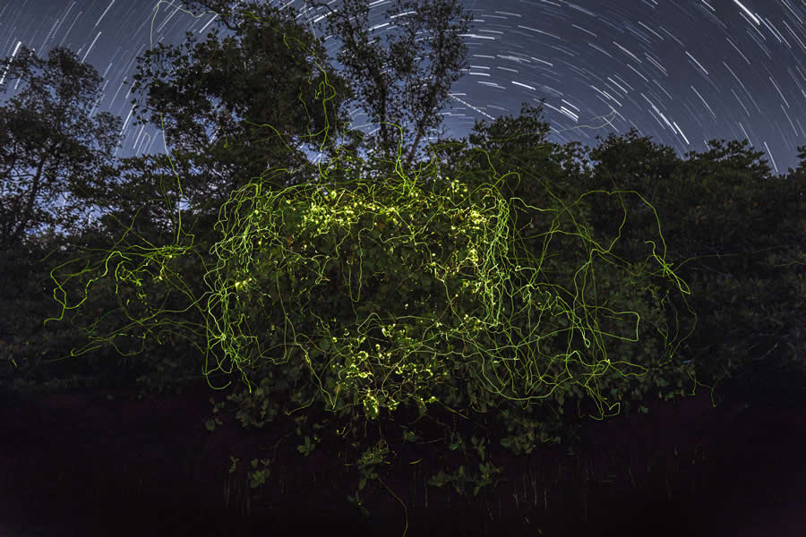Mangrove Photography Awards 2025 Winners