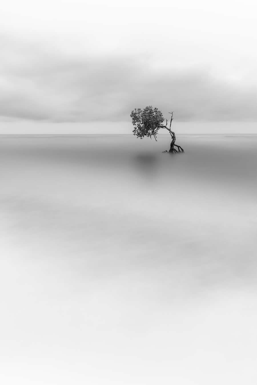 Mangrove Photography Awards 2025 Winners