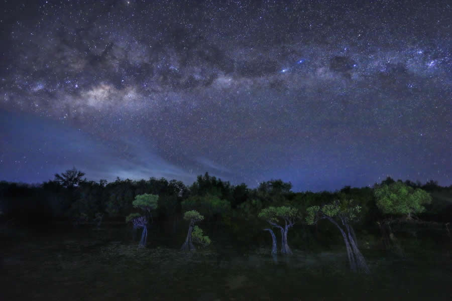 Mangrove Photography Awards 2025 Winners