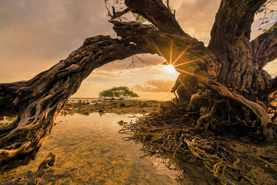 Mangrove Photography Awards 2025 Winners