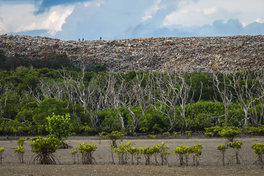 Mangrove Photography Awards 2025 Winners
