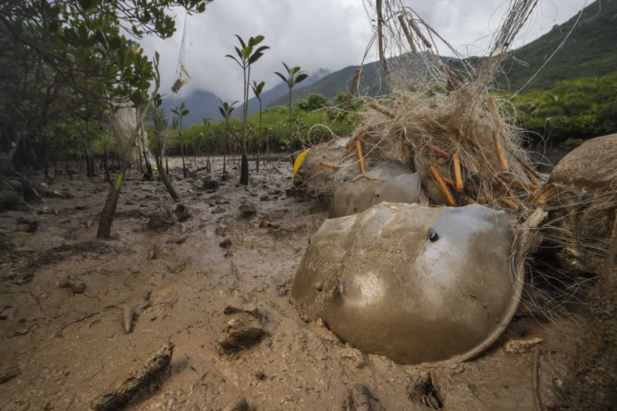 Mangrove Photography Awards 2025 Winners