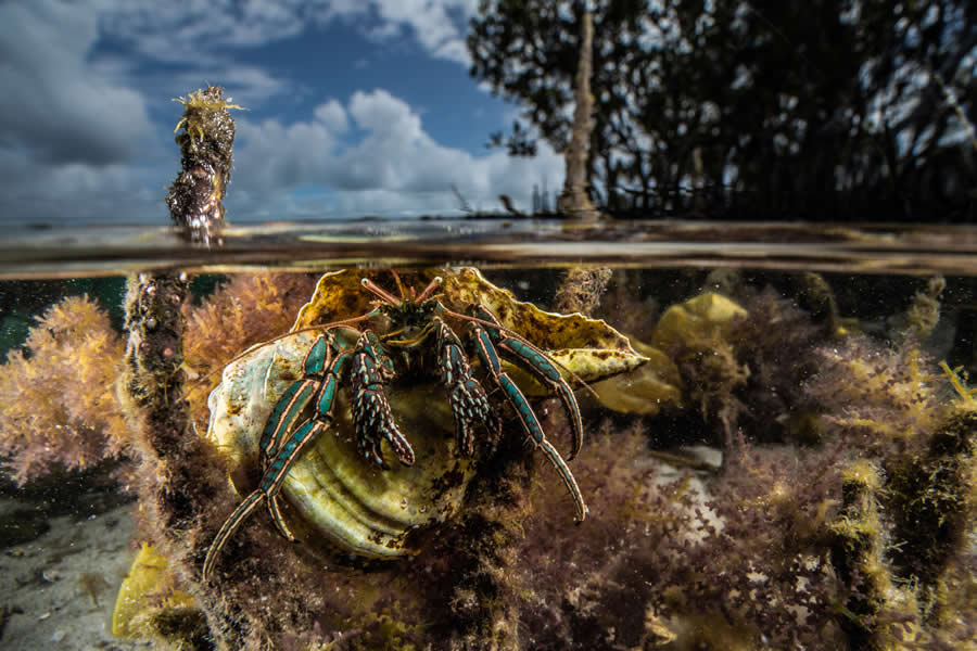 Mangrove Photography Awards 2025 Winners