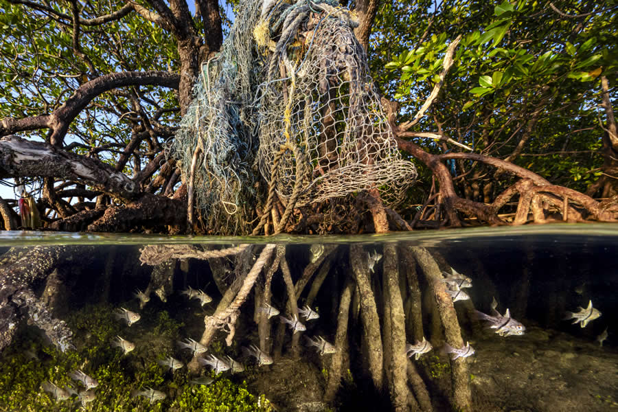 Mangrove Photography Awards 2025 Winners