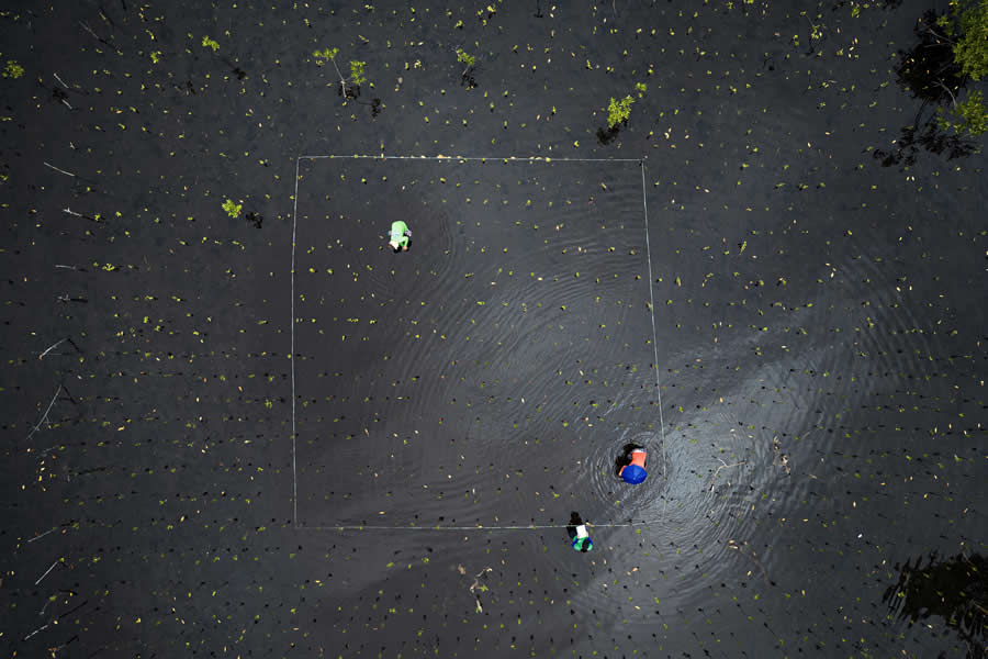 Mangrove Photography Awards 2025 Winners