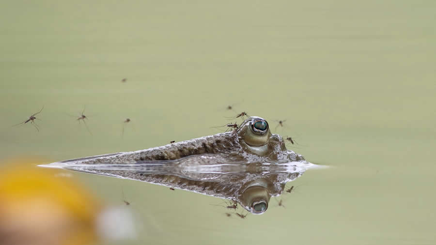 Mangrove Photography Awards 2025 Winners