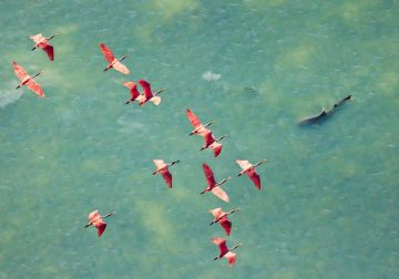 Mangrove Photography Awards 2025 Winners