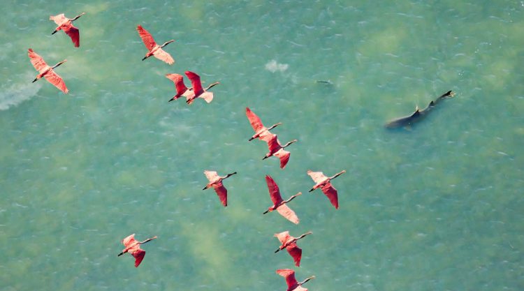 Mangrove Photography Awards 2025 Winners