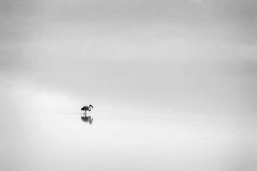 Inspiring Black and White Photos of Mesolongi Lagoon by George Digalakis