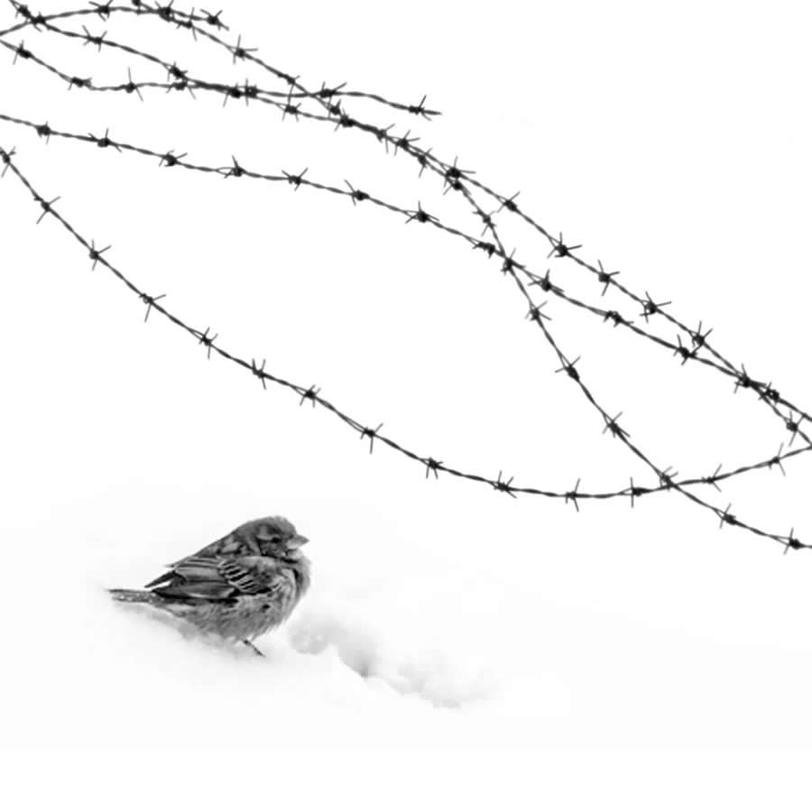 Poetic Black and White Landscapes by Mostafa Nodeh