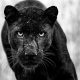 Wildlife Monochrome Photography Awards
