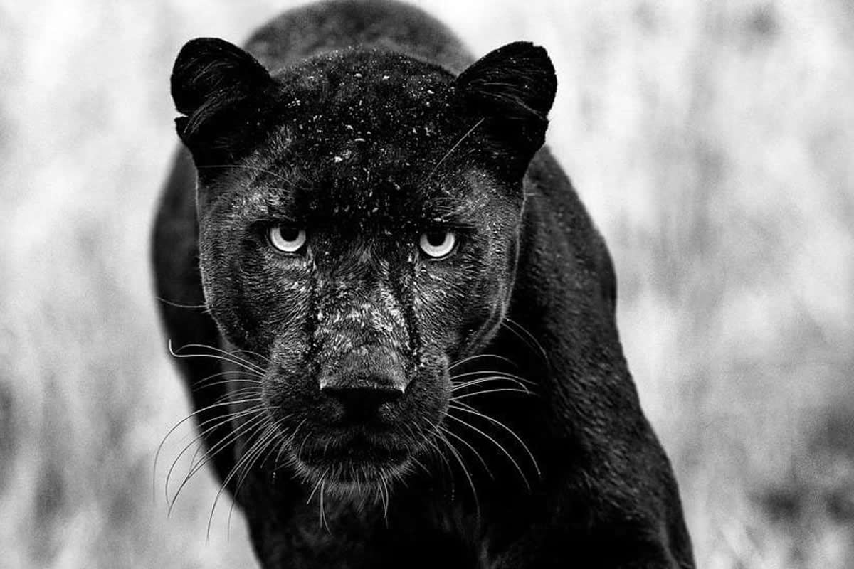 Wildlife Monochrome Photography Awards