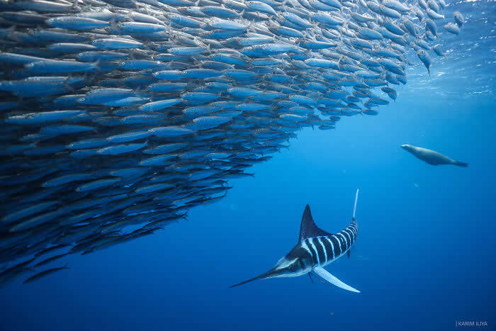 Stunning Marine Photos by Karim Iliya